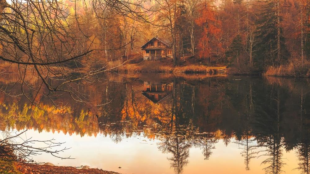 Cabin forest